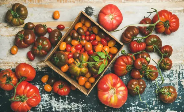 Varietà di pomodori, dai grandi ai ciliegino, in una cassetta e sparsi. Chi dice che i pomodori fanno ingrassare?