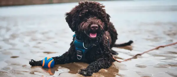 Lagotto Romagnolo sierść czy włos - poznaj prawdę o ich futrze