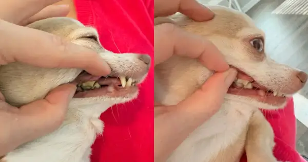 Side-by-side comparison showing a chihuahua's teeth before and after dog teeth cleaning. The left shows significant plaque, while the right shows cleaner teeth.