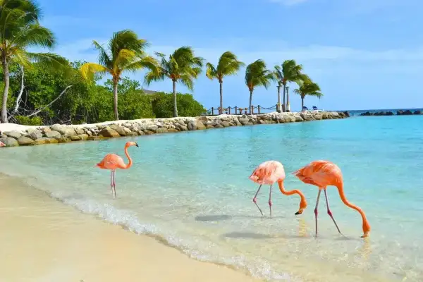 Trzy flamingi spacerują po płytkiej, turkusowej wodzie na plaży. Idealne miejsce na aruba wakacje.
