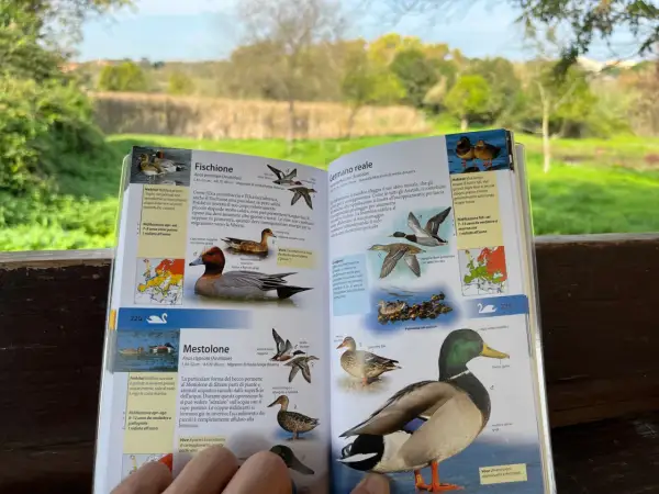Uccelli nel Lago di Garda: il Fischione, il Mestolone e il Germano reale illustrati in un libro.