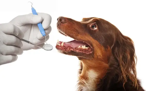Un veterinario revisa los dientes de un perro con un espejo dental. ¡Es hora de limpiar dientes perro!