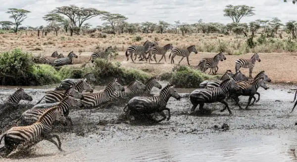 Stado zebr przebiega przez błotnistą wodę. To idealny moment, by zobaczyć je na safari w Kenii, kiedy najlepiej jechać do Kenii na safari.