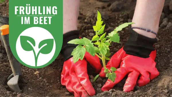 Rote Handschuhe pflanzen junge Tomatenpflanzen im Beet. Frühling im Beet!
