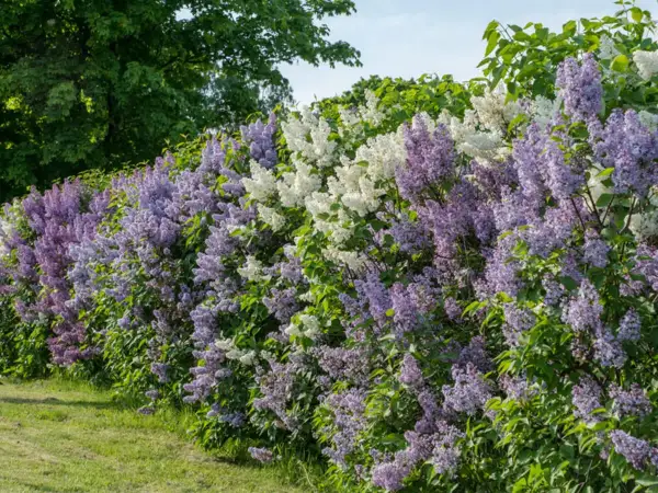 Eine üppige **Fliederhecke** blüht in zarten Lila- und Weißtönen vor grünem Gras und Bäumen.