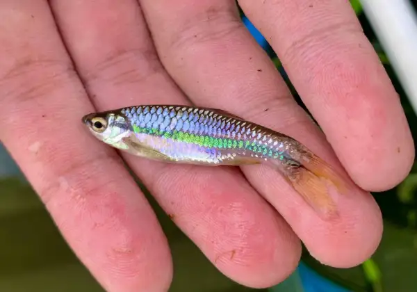 Un petit poisson vairon aux reflets irisés bleus et verts repose sur une main.