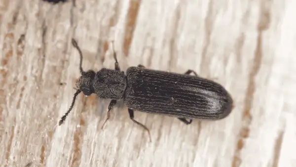 Gros plan d'un insecte xylophage noir, aux antennes filiformes, se déplaçant sur une surface en bois clair.