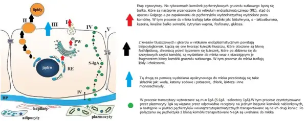 Kiedy pojawia się mleko w piersiach? Zaskakujące fakty o laktacji