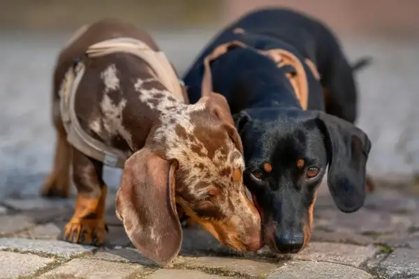 Dos teckels, uno atigrado y otro negro, se huelen. Pensando en qué dar de comer a un teckel, estos adorables perros esperan su próxima comida.