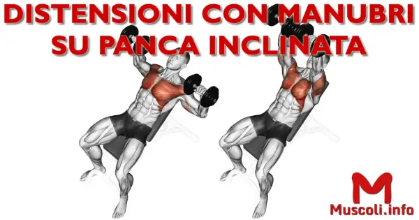 Uomo esegue distensioni con manubri su panca inclinata, evidenziando i muscoli pettorali e deltoidi anteriori.