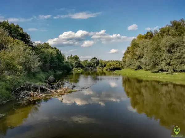 Spokojny nurt rzeki Bug odbija błękitne niebo z białymi chmurami. Bujna zieleń drzew i zwalone konary tworzą malowniczy krajobraz.