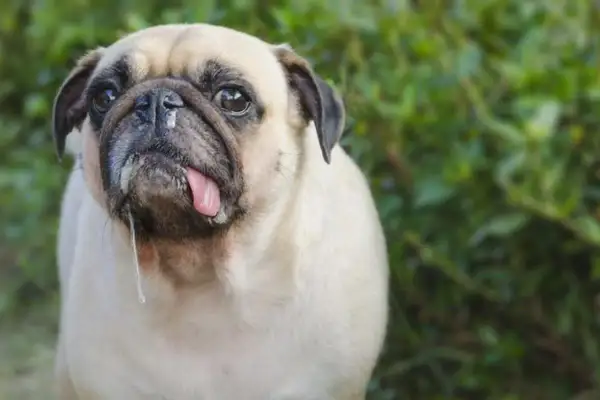 Mi perro tiene mocos y respira mal. Este carlino tiene la lengua fuera y babas cayendo.
