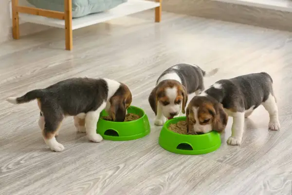 Trzy szczeniaki beagle jedzą z zielonych misek. Właściwe pytanie brzmi: czym karmić szczeniaki 4 tygodniowe?