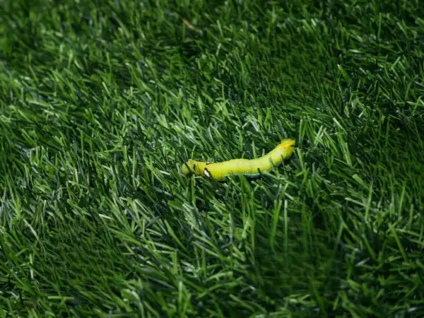 Oruga verde brillante sobre césped artificial. Un problema que requiere insecticida para césped artificial.