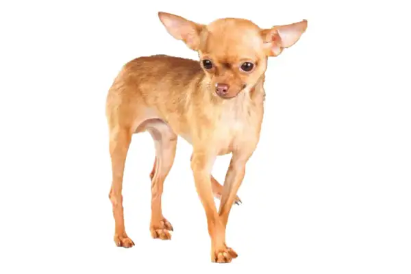 Un pequeño perro ruso de pelaje dorado, con orejas grandes y ojos curiosos, posa con elegancia.