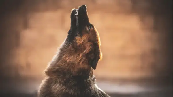 Un perro pastor alemán aúlla hacia el cielo, quizás preguntándose porque aúllan los perros. Su pelaje se ilumina con la luz del atardecer.