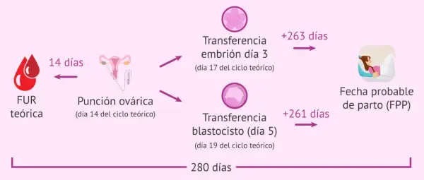 Diagrama que ilustra el cálculo de la fecha probable de parto (FPP) usando la regla de Naegele, partiendo de la FUR teórica y los días del ciclo.