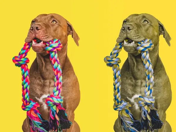 Two dogs, one brown and one grey, chew on colorful ropes. This image hints at how dogs see the world, focusing on textures and movement.