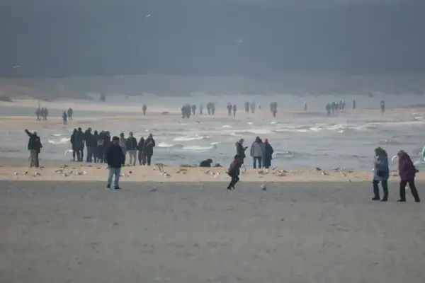 Ludzie spacerują po plaży, ciesząc się chłodnym klimatem. W oddali widać morze i mewy.