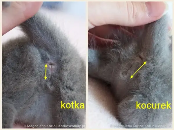 Jak rozpoznać płeć kota? Pewne metody, nawet u kociaka!