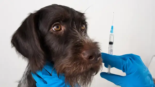 A brown dog looks nervously at a syringe held by a gloved hand, hinting at potential leptospirosis vaccine side effects.