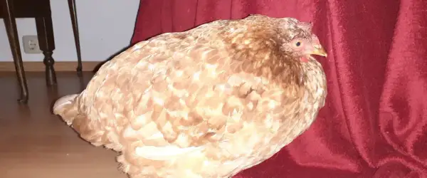 Ein Huhn mit auffällig vollem Kropf, möglicherweise eine Kropfverstopfung, sitzt auf einem roten Stoff.