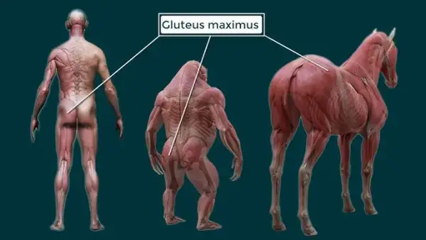 Descubre el músculo más grande: Glúteo mayor, tu motor oculto