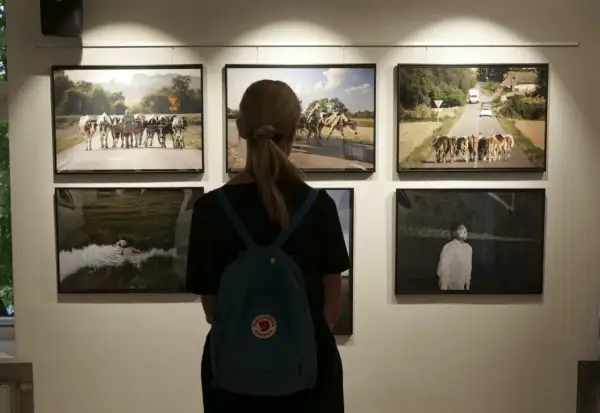 Kobieta ogląda prace na konkursie fotograficznym dla amatorów. Widać krowy na drodze i czarno-białe zdjęcie.