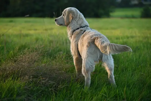 Złoty retriever na łące, zastanawia się, dlaczego pies goni ogon.