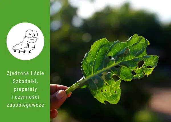 Zjedzone liście roślin ogrodowych z dziurami, spowodowane przez szkodniki. Na zielonym tle rysunek gąsienicy i tekst o szkodnikach.