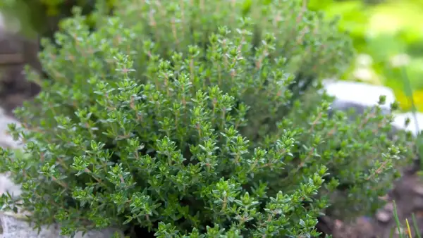 Ein dichter, grüner Thymianbusch im Garten. Der ideale thymian standort ist sonnig und gut durchlässig, damit er üppig wächst.