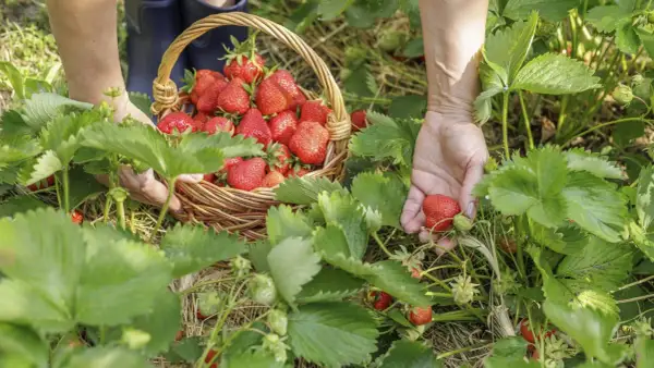 Hände pflücken frische Erdbeeren für eine Liste von Erdbeersorten. Ein Korb voller roter Früchte steht bereit.