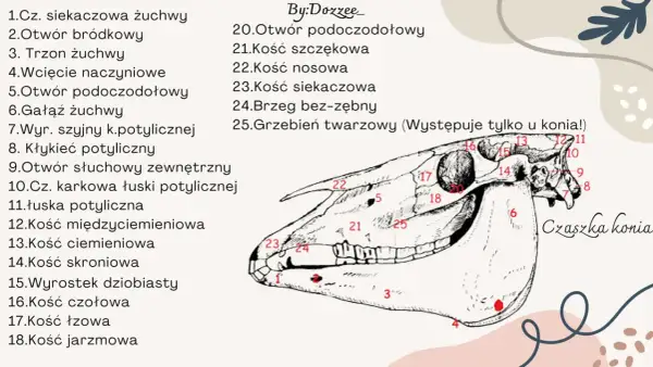 Anatomia czaszki konia: szczegółowy rysunek z numerowanymi elementami budowy głowy konia, od kości siekaczowej po jarzmową.