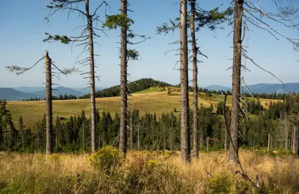 Widok na Turbacz przez suche drzewa i trawiaste zbocza. W oddali góry i lasy.