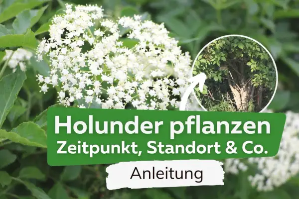 Holunder pflanzen: Anleitung für Zeitpunkt, Standort & Co. Ein blühender Holunderbusch im Fokus.