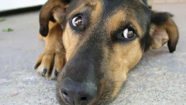 Un perro con grandes ojos de ballena mira con ternura, su hocico negro y pelaje marrón y negro se funden en la imagen.