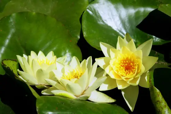 Trois nénuphars jaunes éclosent sur de larges feuilles vertes. La **racine nénuphar** nourrit ces fleurs délicates.