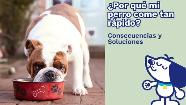 Un bulldog inglés come en su plato rojo. ¿Por qué mi perro come tan rápido? Consecuencias y soluciones.