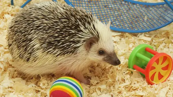 Mały jeż eksploruje swoje terrarium dla jeża, otoczony zabałkami i ściółką.