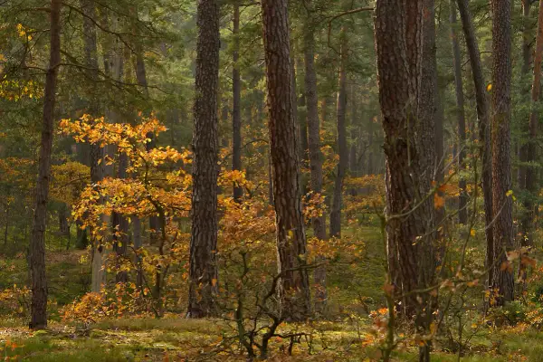Gdzie leży Kampinoski Park Narodowy? Odkryj jego bliskość do Warszawy