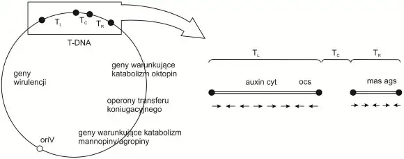 Co to jest wektor w biologii i jak zmienia genetykę organizmów?