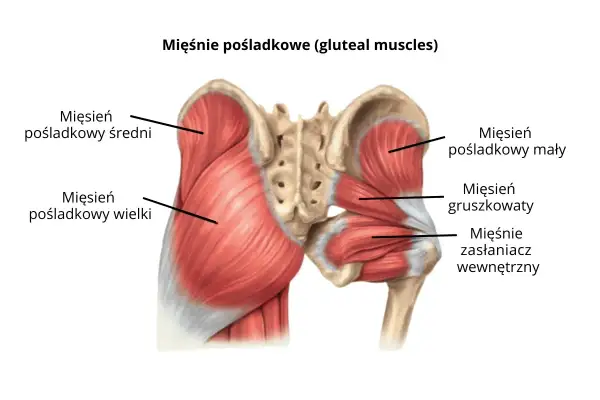 Anatomia mięśni pośladkowych: mięsień pośladkowy wielki, średni i mały, mięsień gruszkowaty i mięśnie zasłaniacz wewnętrzny.
