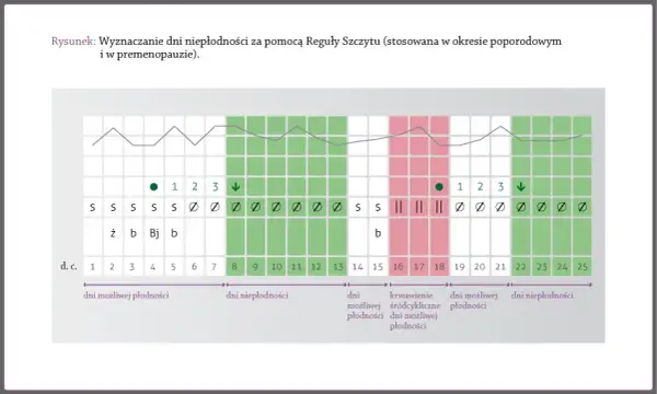Owulacja po okresie? Jak obliczyć dni płodne i rozpoznać objawy