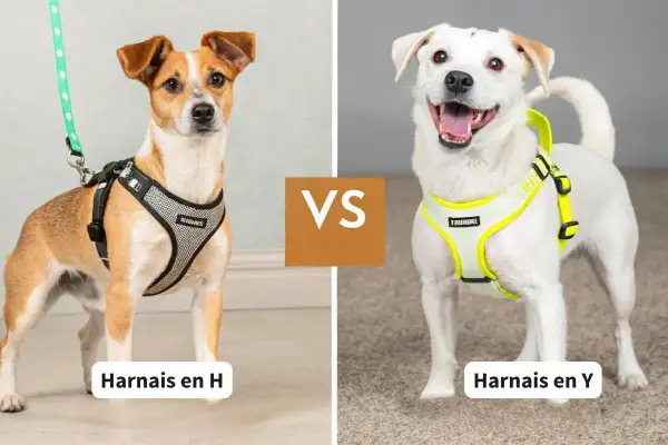 Chien brun et blanc avec harnais en H, comparé à un chien blanc souriant avec un harnais en Y.