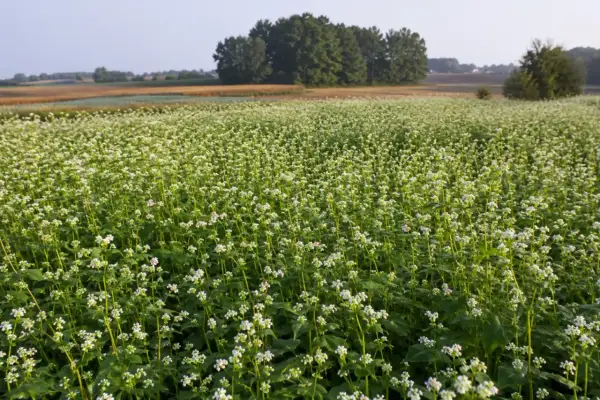 Pole kwitnącej gryki, zielone łodygi i białe kwiaty. Obfity plon gryki na hektar zapowiada się wspaniale.