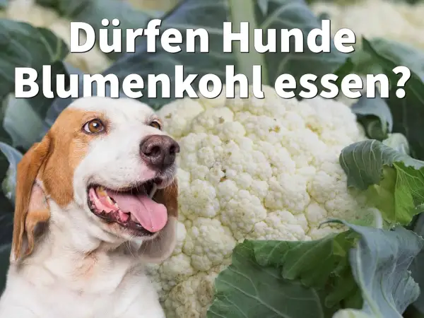 Ein Hund schaut neugierig auf einen großen Blumenkohl. Die Frage "Dürfen Hunde Blumenkohl essen?" wird gestellt.