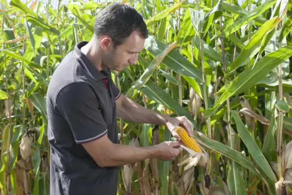 Un agriculteur examine une épi de maïs mûr dans un champ. La récolte semble prometteuse, mais il faut vérifier la qualité.