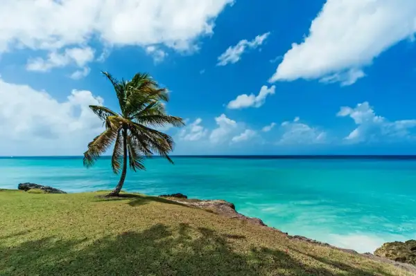 Idealne Barbados wakacje: samotna palma na zielonym klifie, turkusowe morze i błękitne niebo z chmurami.