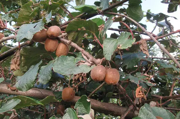 Frutti di kiwi maturi pendono dai rami, pronti per essere raccolti. Le foglie verdi creano uno sfondo lussureggiante.