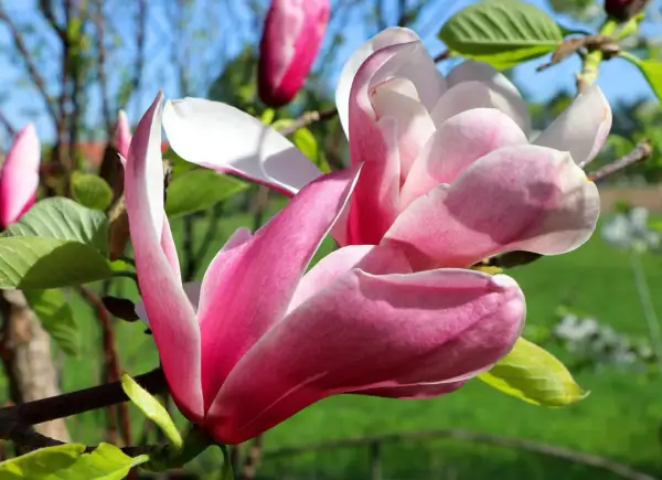 En vacker magnolia blomma i full blom, med rosa och vita kronblad som sträcker sig mot en blå himmel.